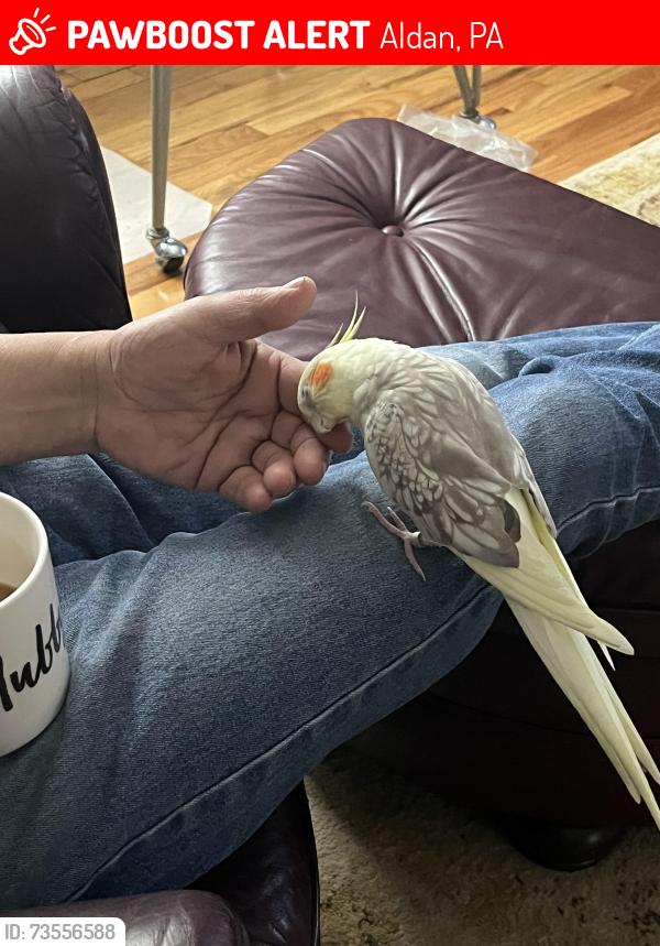 Lost Unknown Bird last seen Near Oak Ave., Cheshire, CT, Aldan, PA 19018