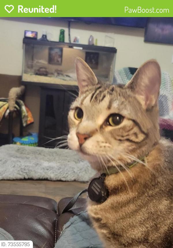 Reunited Female Cat last seen Val vista and Pueblo Ave in Mesa Az., Mesa, AZ 85204