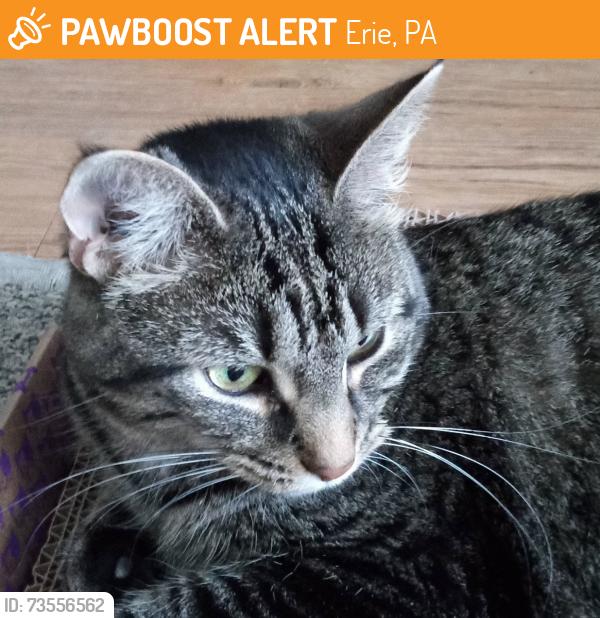 Found/Stray Female Cat last seen 30th and Bird Drive, Erie PA, Erie, PA 16510