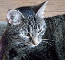 Found/Stray Female Cat last seen 30th and Bird Drive, Erie PA, Erie, PA 16510