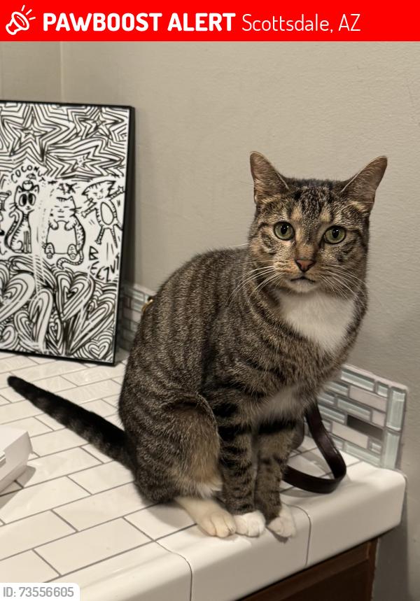 Lost Female Cat last seen Pinnacle Peak and Pima, Scottsdale, AZ 85266