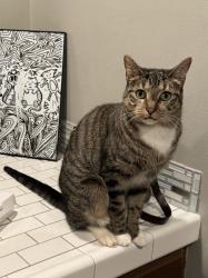 Lost Female Cat last seen Pinnacle Peak and Pima, Scottsdale, AZ 85266