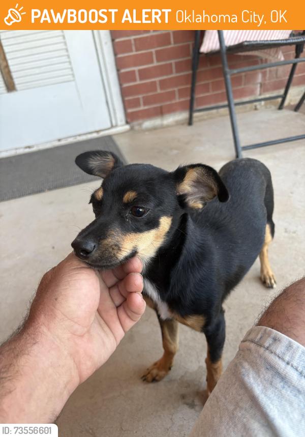 Found/Stray Unknown Dog last seen Sw 59th & penn, Oklahoma City, OK 73119