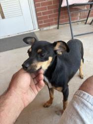 Found/Stray Unknown Dog last seen Sw 59th & penn, Oklahoma City, OK 73119