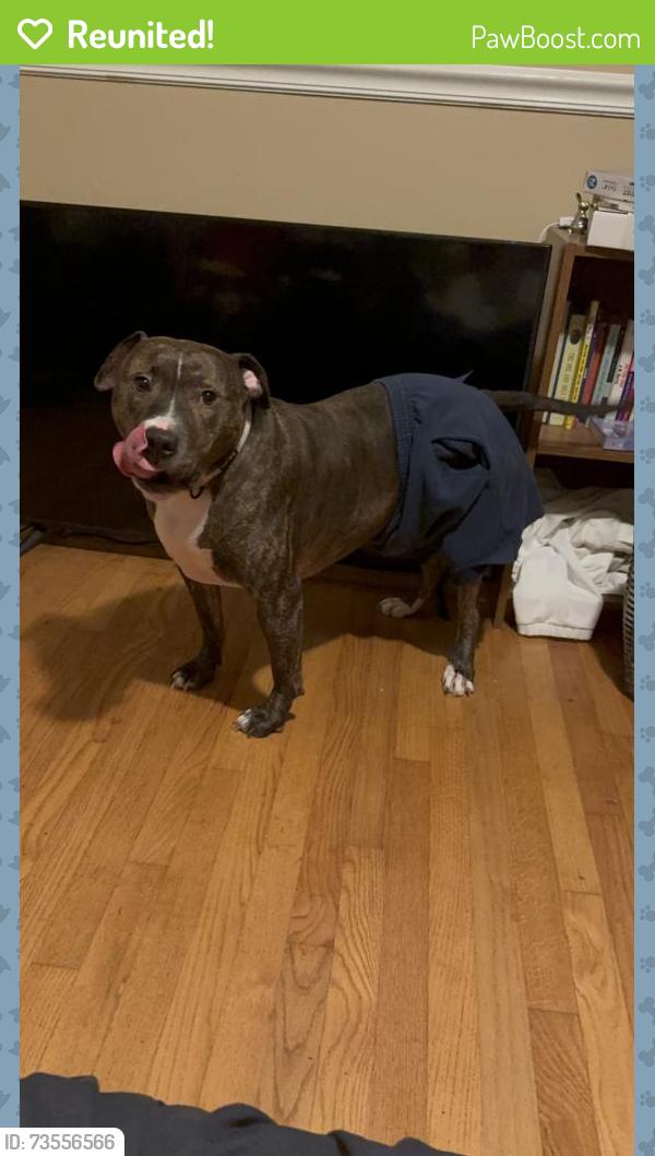 Reunited Male Dog last seen Lockwood Ave, Greenville, SC, USA, Greenville, SC 29607