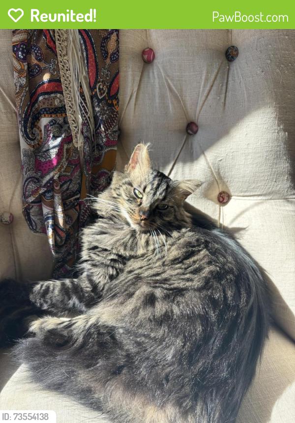 Reunited Male Cat last seen Addison Drive in Sherwood Forest Charlotte NC, Charlotte, NC 28211