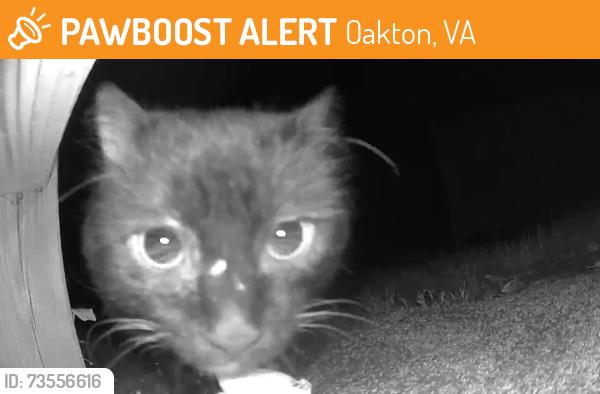 Found/Stray Unknown Cat last seen Elmendorf Drive, Oakton, VA 22124