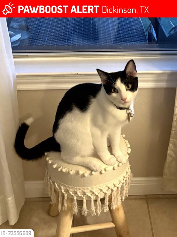 Lost Male Cat last seen Misty Bay Drive and Bay Colony Drive, Dickinson, TX 77539