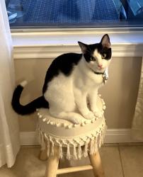 Lost Male Cat last seen Misty Bay Drive and Bay Colony Drive, Dickinson, TX 77539