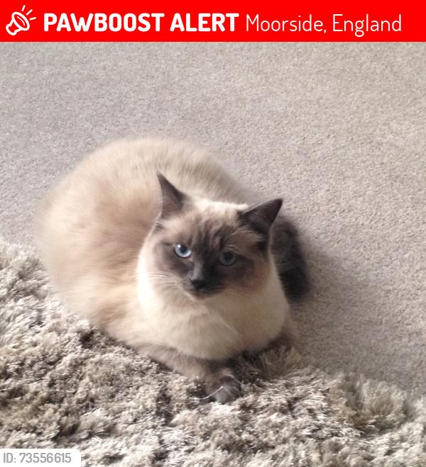 Lost Male Cat last seen Moorside Road, Moorside, England 