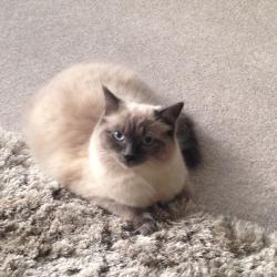Lost Male Cat last seen Moorside Road, Moorside, England 