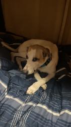 Reunited Female Dog last seen Osceola avenue/Michigan Avenue, Orlando, FL 32806