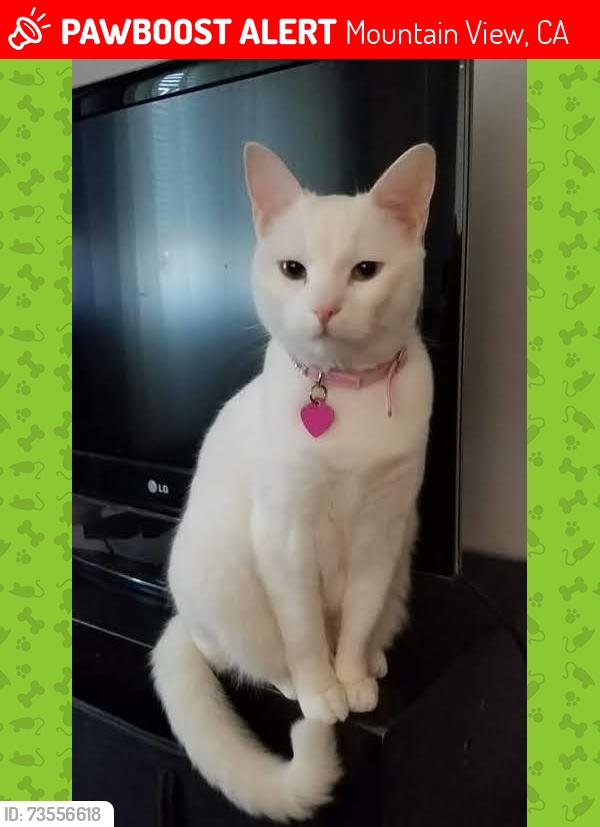 Lost Female Cat last seen SHELL/Pacheco Blvd, Martinez, Mountain View, CA 94553