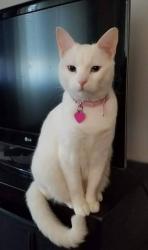 Lost Female Cat last seen SHELL/Pacheco Blvd, Martinez, Mountain View, CA 94553