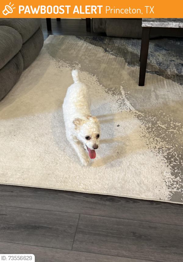 Found/Stray Male Dog last seen Beachump, Princeton, TX 75407