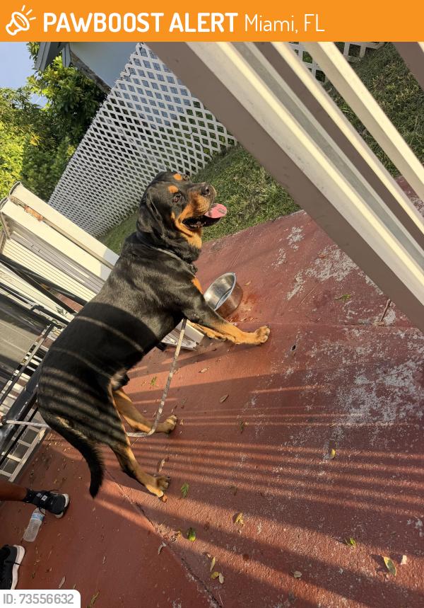 Found/Stray Male Dog last seen Near ave miami, Miami, FL 33122