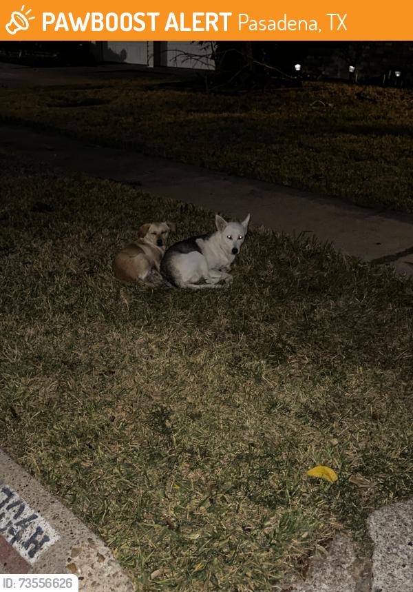 Found/Stray Unknown Dog last seen Westside and Kalmer, Pasadena, TX 77502