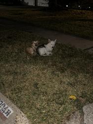 Found/Stray Unknown Dog last seen Westside and Kalmer, Pasadena, TX 77502