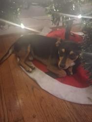 Lost Male Dog last seen west columbia burnham st, West Columbia, SC 29033