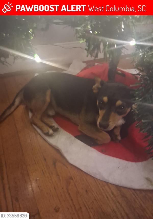 Lost Male Dog last seen west columbia burnham st, West Columbia, SC 29033