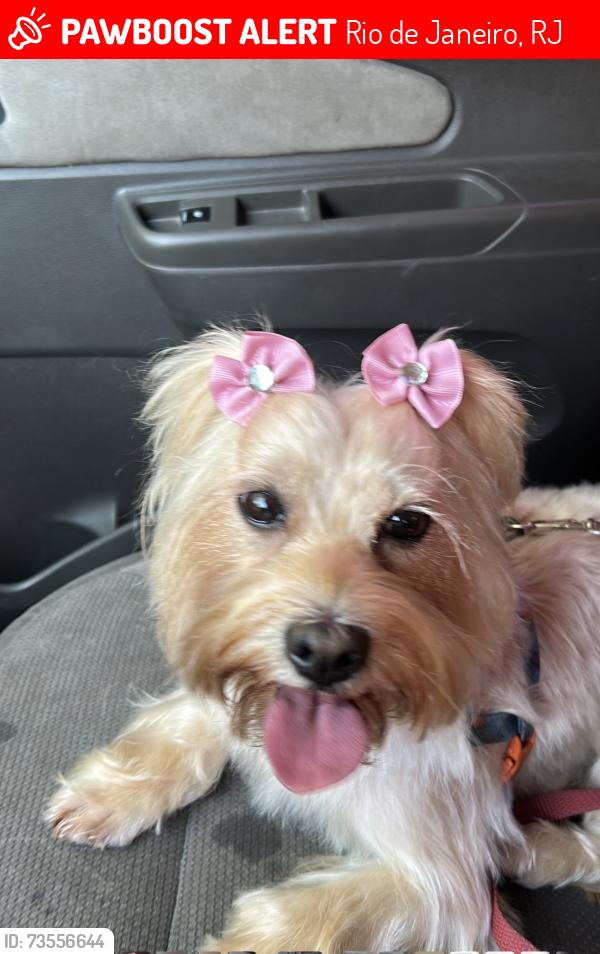 Lost Female Dog last seen Rua aniceto maciel 140, Rio de Janeiro, RJ 