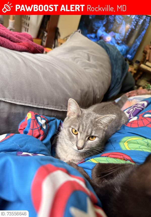 Lost Female Cat last seen Saint Lo and Ardennes Ave, Rockville, MD 20851