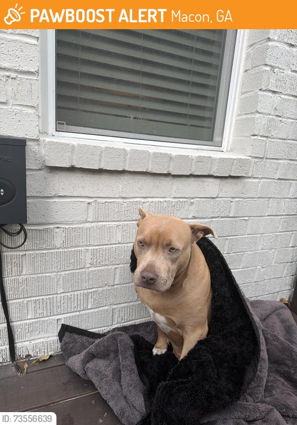 Found/Stray Female Dog last seen Sams Club, Macon, GA 31217
