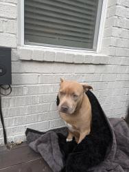 Found/Stray Female Dog last seen Sams Club, Macon, GA 31217