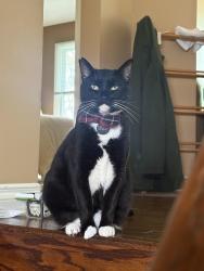 Lost Male Cat last seen Mearns, Clarington, ON L1C 4L2