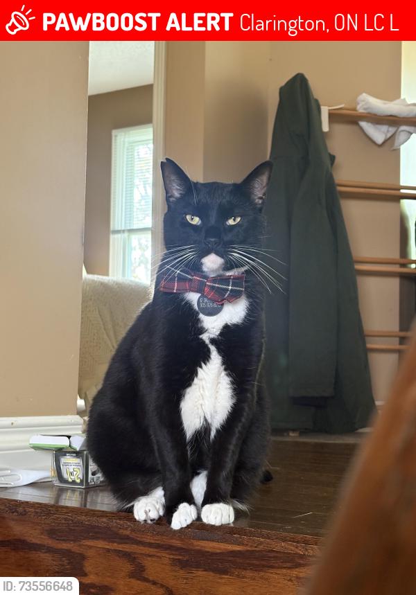 Lost Male Cat last seen Mearns, Clarington, ON L1C 4L2
