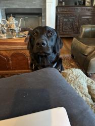 Reunited Male Dog last seen Mountain Creek Rc, French Woods Rd,  29654