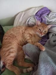 Lost Male Cat last seen Woodside Drive and Lee Avenue, Wadesboro, NC 28170