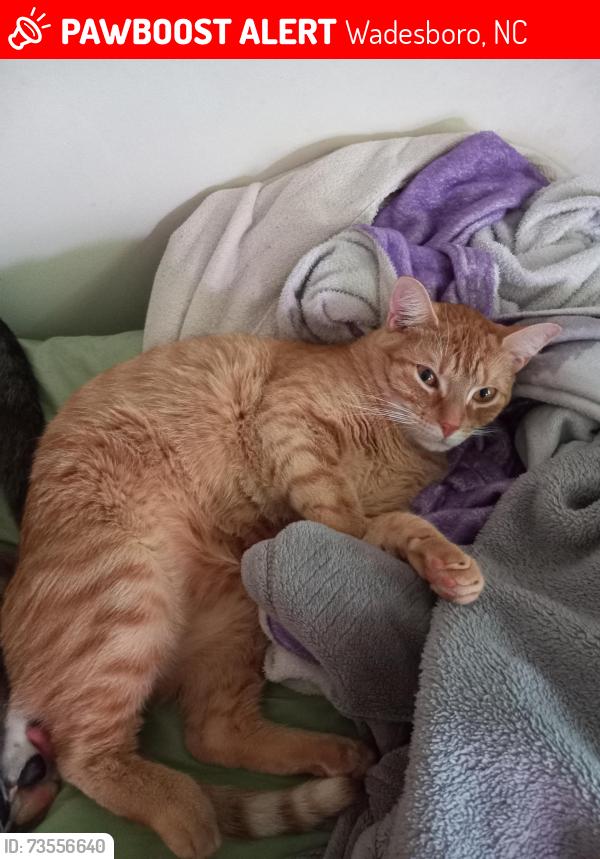 Lost Male Cat last seen Woodside Drive and Lee Avenue, Wadesboro, NC 28170