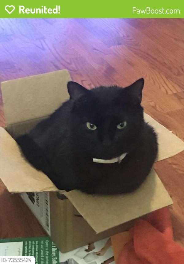 Reunited Male Cat last seen Foxcroft Dr & Doe Run, Fayetteville, NC 28311
