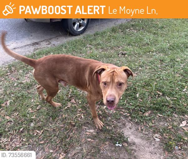 Found/Stray Male Dog last seen Montclair rd and Le Moyne ln, Le Moyne Ln,  32505