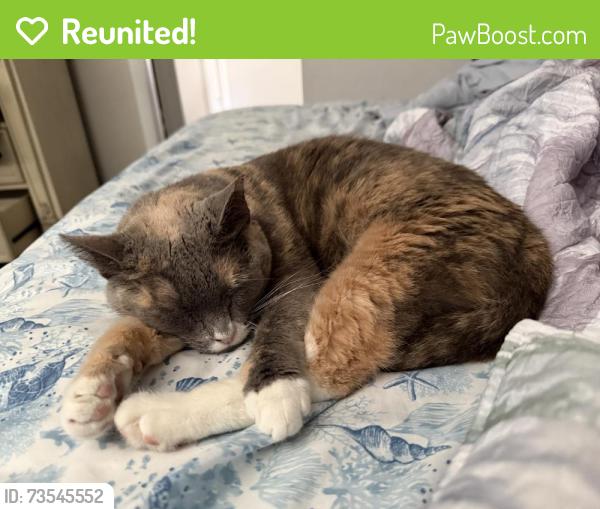 Reunited Female Cat last seen Belcher and east bay, Clearwater, FL 33764