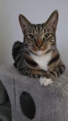 Lost Male Cat last seen Columbia Road, Greater London, England E2 7RY