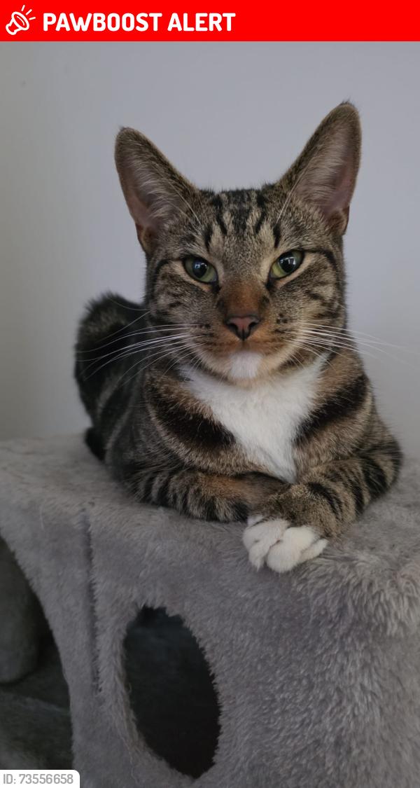 Lost Male Cat last seen Columbia Road, Greater London, England E2 7RY