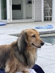 Lost Male Dog last seen Ocean Way and Ocean Walk, Jupiter, FL 33477