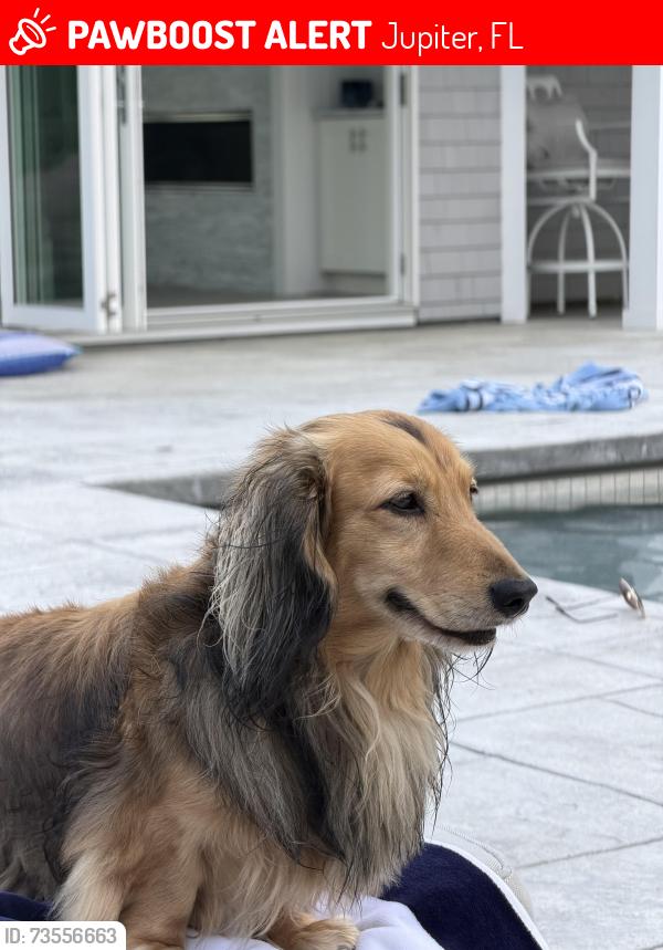 Lost Male Dog last seen Ocean Way and Ocean Walk, Jupiter, FL 33477