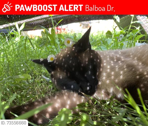 Lost Male Cat last seen Pediatric associate, Balboa Dr,  13090