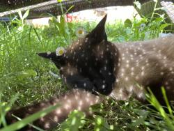 Lost Male Cat last seen Pediatric associate, Balboa Dr,  13090