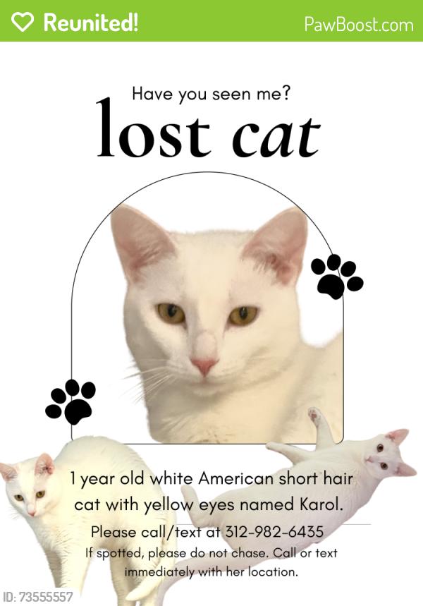 Reunited Female Cat last seen Plainfield, Plainfield, IL 60586