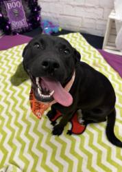 Shelter Stray Female Dog last seen Near BLOCK LONGWORTH ST, DETROIT, MI 48209, 1431 E Ferry St, Detroit, MI 48211, USA