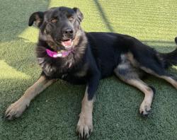 Shelter Stray Female Dog last seen Near BLOCK LONGWORTH ST, DETROIT, MI 48209, 1431 E Ferry St, Detroit, MI 48211, USA