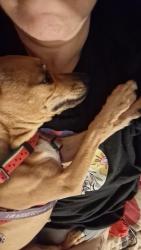Lost Female Dog last seen 40th Ave and Pratt or Pinkney, Omaha, NE 68111