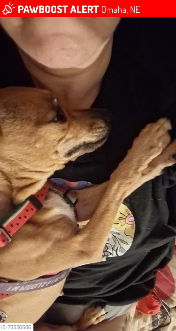 Lost Female Dog last seen 40th Ave and Pratt or Pinkney, Omaha, NE 68111