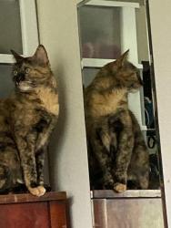 Lost Female Cat last seen Lakeview Drive Near Ballinger Playfield, Mountlake Terrace, WA 98043