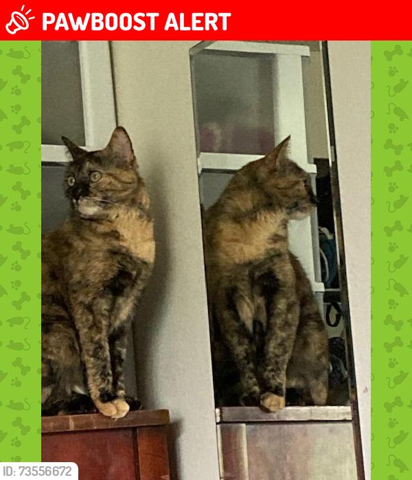 Lost Female Cat last seen Lakeview Drive Near Ballinger Playfield, Mountlake Terrace, WA 98043