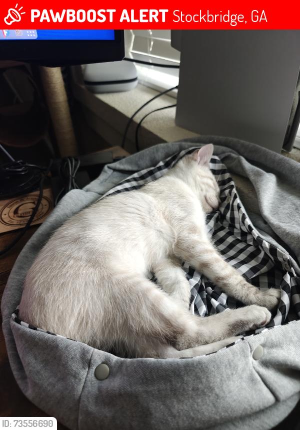 Lost Female Cat last seen GA-155 / GA-138, Stockbridge, GA 30281